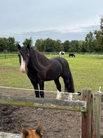 Knappe zwarte D pony ruin te koop, Gechipt, Ruin, 7 tot 10 jaar, Recreatiepony