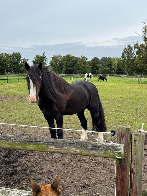 Knappe zwarte D pony ruin te koop, Dieren en Toebehoren, Pony's, Ruin, D pony (1.37m tot 1.48m), Recreatiepony, 7 tot 10 jaar