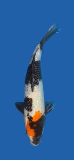 Ginrin Tancho showa, Karper of Koi
