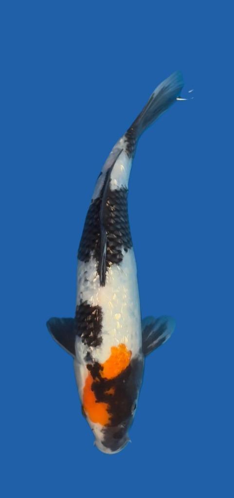 Ginrin Tancho showa, Dieren en Toebehoren, Vissen | Vijvervissen, Karper of Koi