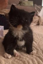 Super sociale kittens, Dieren en Toebehoren, Katten en Kittens | Overige Katten, Meerdere dieren, 0 tot 2 jaar