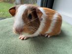 Lief beertje Jorik, Dieren en Toebehoren, September, Mannelijk, Cavia
