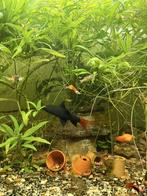 Groot Labeo 15cm, Dieren en Toebehoren, Vissen | Aquariumvissen