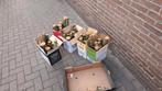 Kersenhout,rookhout,smoker, bbq +/- 5kg per doosje., Tuin en Terras, Haardhout, Minder dan 3 m³, Ophalen of Verzenden, Overige houtsoorten