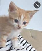 Kittens, Dieren en Toebehoren