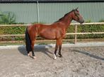 Heel mooie elegante 4 jarige ruin. Positief karakter en braa, Dieren en Toebehoren, Paarden, Ruin, Dressuurpaard, 3 tot 6 jaar
