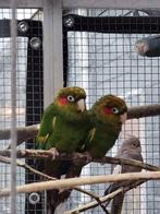Broedkoppel Pyrrhura Hoffmani te koop, Dieren en Toebehoren, Vogels | Parkieten en Papegaaien, Meerdere dieren, Parkiet, Tam