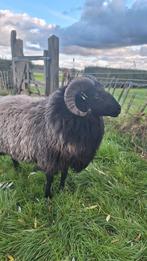 Drents heideschaap ram, Dieren en Toebehoren, Schapen, Geiten en Varkens, Mannelijk, Schaap