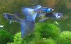 Moscow blue guppen, Dieren en Toebehoren, Vissen | Aquariumvissen, Zoetwatervis, Vis