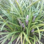 Liriope big blue, Ophalen of Verzenden