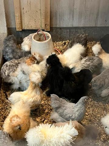 Usa zijdehoen en Cochinkriel kippen. Cloaca gesekst en geent beschikbaar voor biedingen