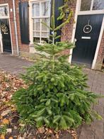 Mooie kerstbomen te koop in Tilburg!, Tuin en Terras, Planten | Bomen, Ophalen of Verzenden