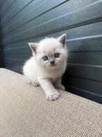 Britse Korthaar Kittens ️, Dieren en Toebehoren, Katten en Kittens | Raskatten | Korthaar, Poes, 0 tot 2 jaar