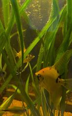 Maanvissen bewezen koppel, Dieren en Toebehoren, Vis, Zoetwatervis, Schoolvis