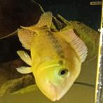 Gele red terror  cichlide, Dieren en Toebehoren, Vissen | Aquariumvissen, Vis, Zoetwatervis