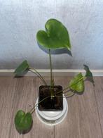 Anthurium Brownii, Bloeiende kamerplant, Ophalen of Verzenden, Minder dan 100 cm