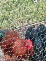 Gratis jonge haan, Dieren en Toebehoren, Meerdere dieren, Kip