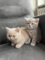 Prachtige raszuivere britse korthaar kittens, Poes