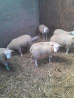 Mooie dekrammen schapen rammen Engelse texelaar, Dieren en Toebehoren, Schapen, Geiten en Varkens, Mannelijk, Schaap