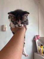 Lieve kittens, Meerdere dieren, Ontwormd