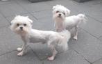 2 lieve maltezer broertjes te koop, Dieren en Toebehoren, Honden | Jack Russells en Terriërs, België, Particulier, Rabiës (hondsdolheid)