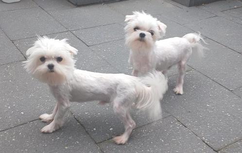 2 lieve maltezer broertjes te koop, Dieren en Toebehoren, Honden | Jack Russells en Terriërs, Reu, Overige rassen, Particulier