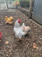 Mooie jonge haan, Dieren en Toebehoren, Pluimvee, Mannelijk, Kip