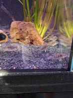 Geophagus red tapajos pyrocephales, Dieren en Toebehoren, Vissen | Aquariumvissen, Vis