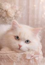 Selkirk Rex kater (5 mnd) – compleet met uitgebreide uitzet, Kater, Gechipt, 0 tot 2 jaar