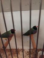 Gouldamadines te koop, Dieren en Toebehoren, Vogels | Overige Vogels