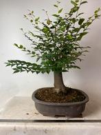 Dikke zelkova serrata bonsai, Ophalen, Volle zon, Overige soorten, Minder dan 100 cm