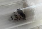 Mieren Kolonie Broed Lasius Niger, Dieren en Toebehoren, Mieren