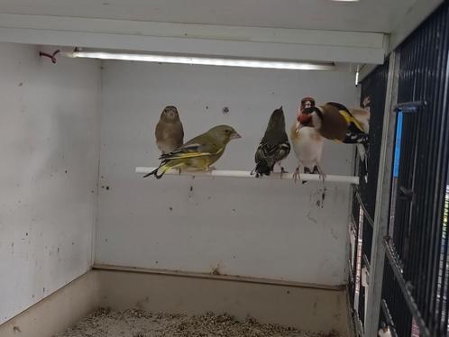 Te koop Europese vinken, Dieren en Toebehoren, Vogels | Overige Vogels, Wildzangvogel, Meerdere dieren, Geringd