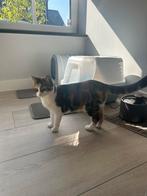 Poes + mandje, Poes, Kortharig, 0 tot 2 jaar