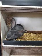 Blauwe vlaamse reus, Dieren en Toebehoren, Mannelijk, Groot