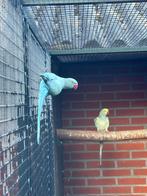 Halsband parkieten, Dieren en Toebehoren, Vogels | Parkieten en Papegaaien, Meerdere dieren, Parkiet, Geringd