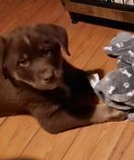 Labrador x Australian Shepherd pup., Reu, 8 tot 15 weken, CDV (hondenziekte), Eén hond