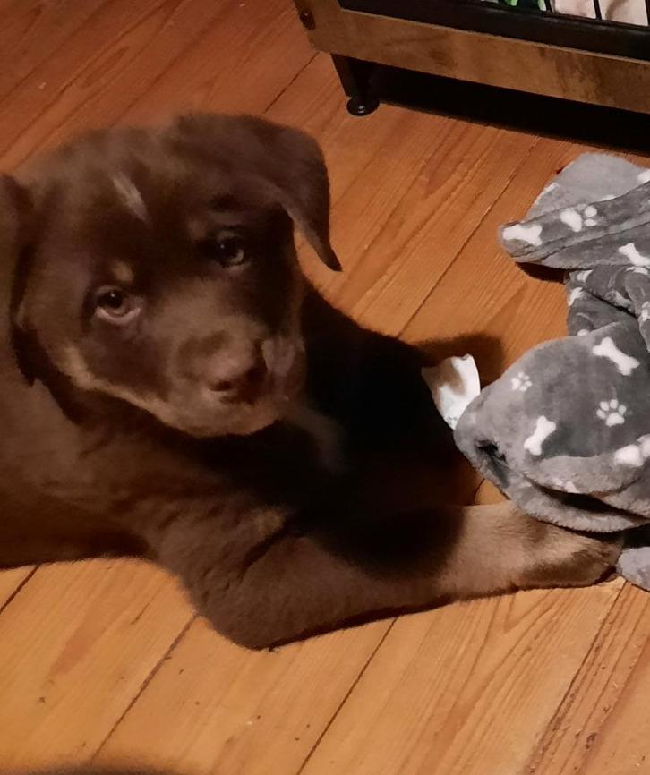 Labrador x Australian Shepherd pup., Dieren en Toebehoren, Honden | Niet-rashonden, Middel, Reu, Fokker | Hobbymatig, Eén hond