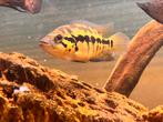 Dovii cichlid, Vis