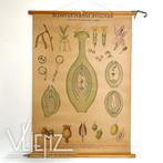 Vintage Zweedse schoolkaart schoolplaat biologie bevruchting, Antiek en Kunst, Antiek | Schoolplaten, Ophalen of Verzenden, Natuur en Biologie