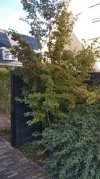 Meidoorn, Ophalen, Overige soorten, 100 tot 250 cm