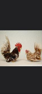 Gevraagd oker wit geparelde chabo's., Dieren en Toebehoren, Pluimvee, Meerdere dieren, Kip