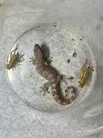 Rouwgekko’s, Dieren en Toebehoren, Reptielen en Amfibieën, Amfibie, 0 tot 2 jaar