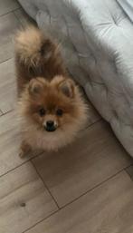 Pomeranian, Dieren en Toebehoren, Honden | Poolhonden, Keeshonden en Oertypen, Particulier, 15 weken tot 1 jaar, Reu, Buitenland