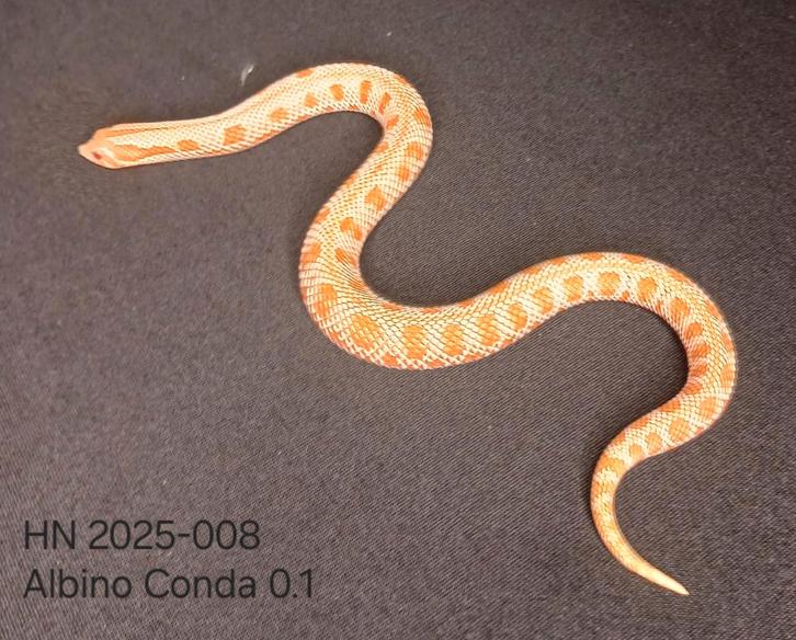 Albino Conda Haakneus 2025 vrouw