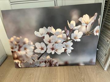 Canvas kersenbloesem beschikbaar voor biedingen