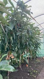 Loquat. Planten, Tuin en Terras, Planten | Bomen, Ophalen, Volle zon, Overige soorten, 100 tot 250 cm