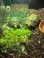 Geelkoplandschildpad, Dieren en Toebehoren, Schildpad, Met terrarium, 0 tot 2 jaar