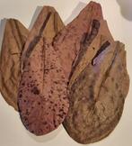 Actie! Catappa bladeren 100 stuks, Ophalen, Nieuw, Plant(en), Steen of Hout