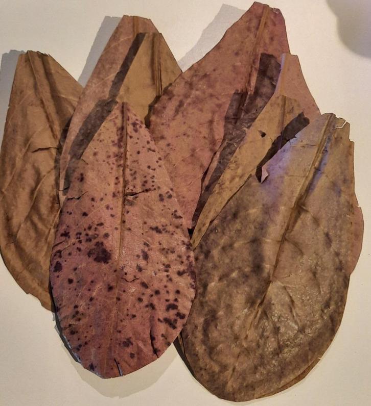 Actie! Catappa bladeren 100 stuks, Dieren en Toebehoren, Vissen | Aquaria en Toebehoren, Nieuw, Plant(en), Steen of Hout, Ophalen